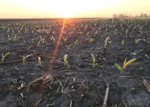 corn growing in field with sun rising behind it